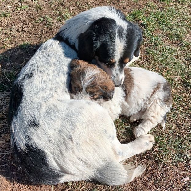  - AAAAAAAA__FLORA ȘI MUSTAȚĂ