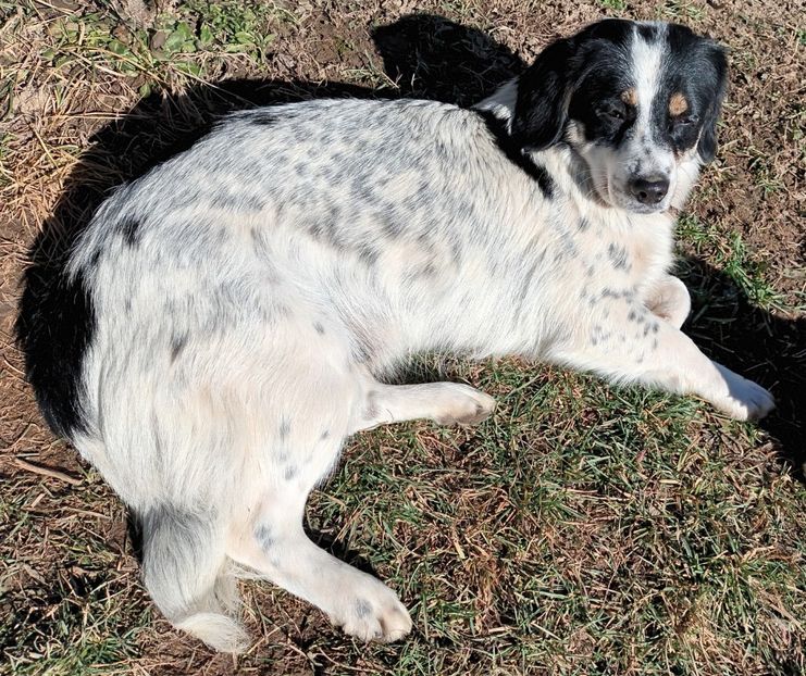  - AAAAAAAA__FLORA ȘI MUSTAȚĂ