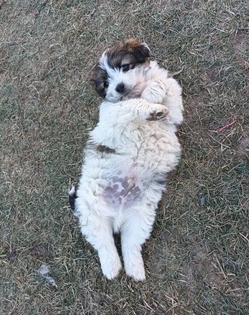  - AAAAAAAA__FLORA ȘI MUSTAȚĂ