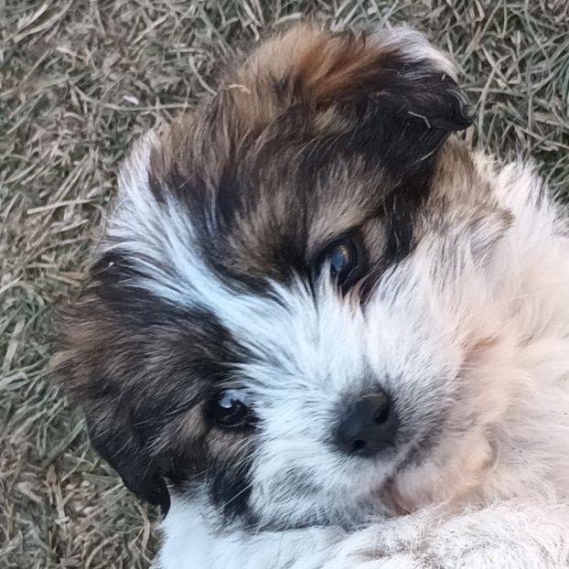  - AAAAAAAA__FLORA ȘI MUSTAȚĂ