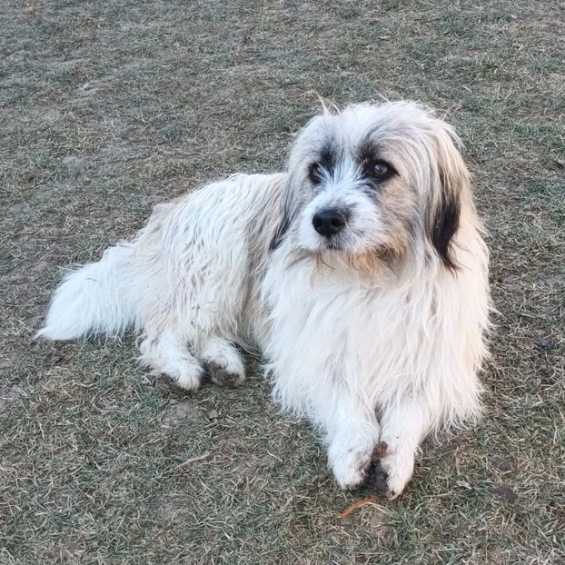  - AAAAAAAA__FLORA ȘI MUSTAȚĂ