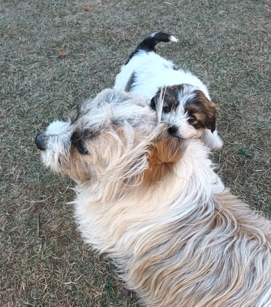  - AAAAAAAA__FLORA ȘI MUSTAȚĂ