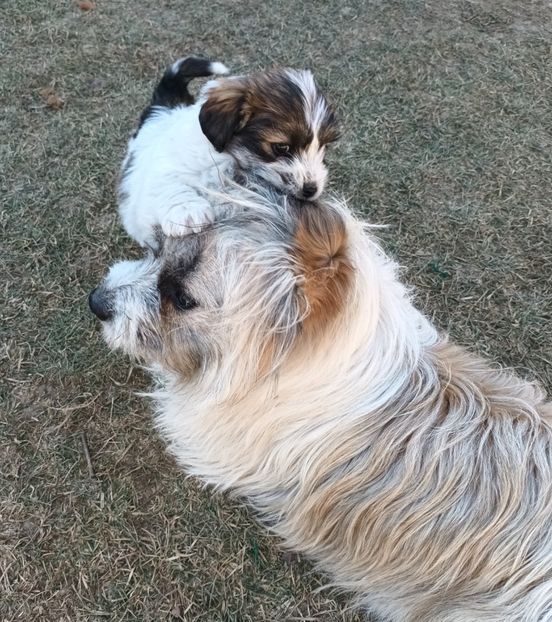  - AAAAAAAA__FLORA ȘI MUSTAȚĂ