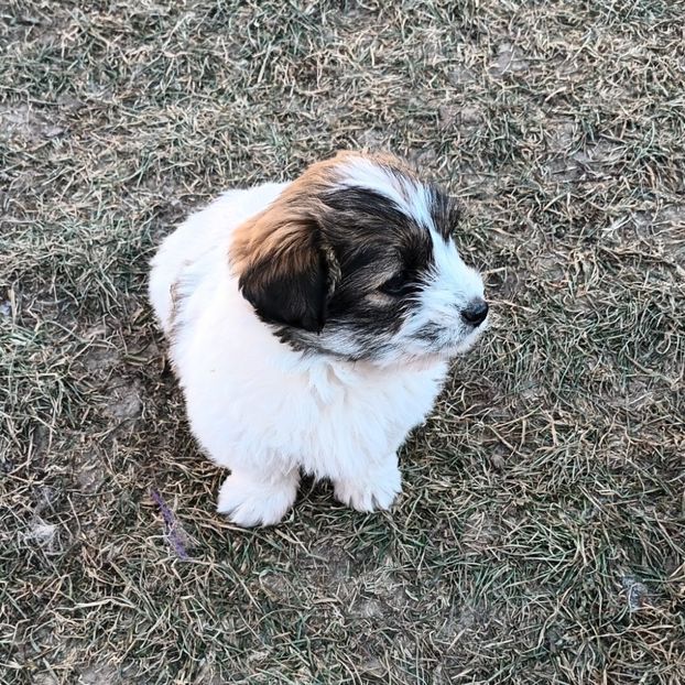  - AAAAAAAA__FLORA ȘI MUSTAȚĂ