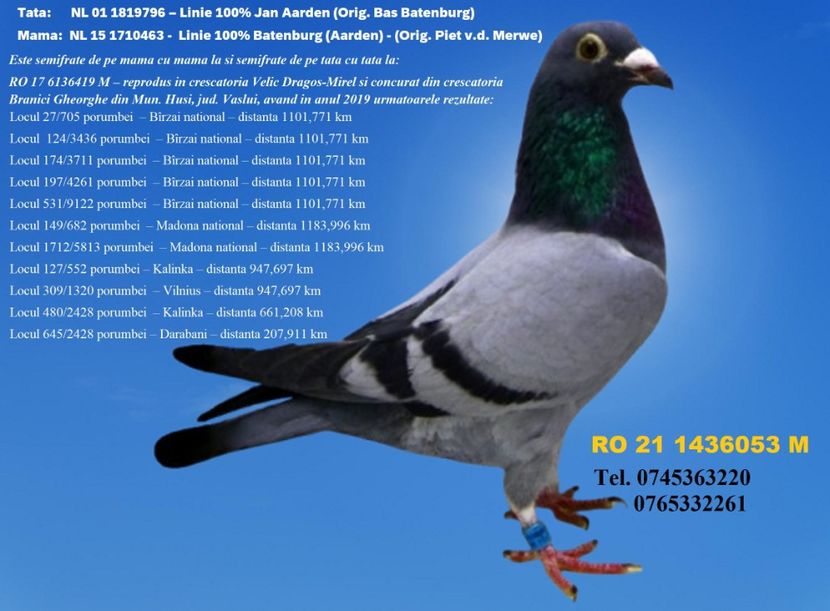 RO 21 1436053 M Pret 150 Lei + transportul - 1 PORUMBEI - MASCULI - DISPONIBILI DIN ANII 2016 2017 2018 2019 2020 2021