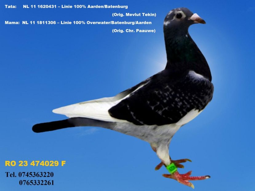 RO 23 474029 F REZERVATA  SFERLEA ORADEA PRET fix 125 Lei + transportul - PENTRU POSTAT SI REPOSTAT