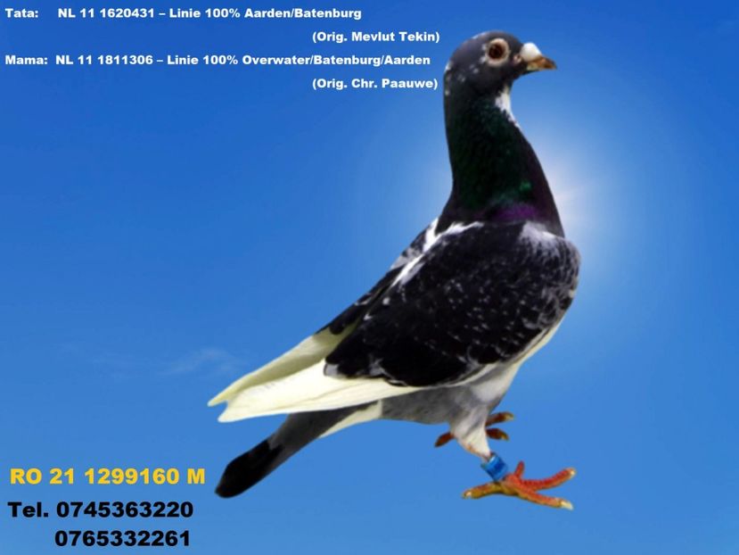 RO 21 1299160 M Pret 150 Lei +  transportul - 1 PORUMBEI - MASCULI - DISPONIBILI DIN ANII 2016 2017 2018 2019 2020 2021