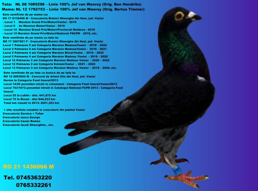 RO 21 1436066 M Pret REZERVAT ORADEA 350 Lei + transportul - ARHIVA