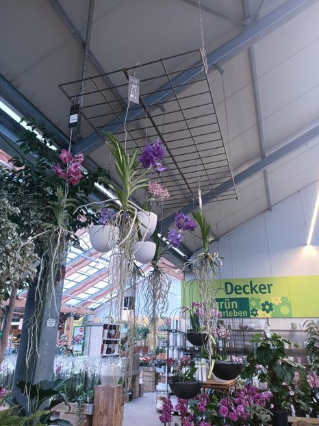 Img.2025.01.15 - Expoziția de orhidee