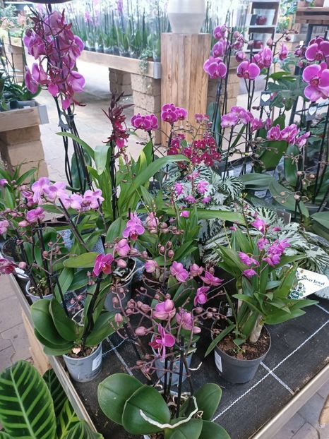 Img.2025.01.15 - Expoziția de orhidee