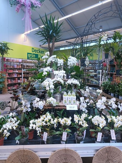 Img.2025.01.15 - Expoziția de orhidee