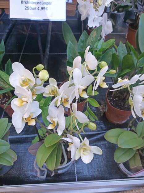 Img.2025.01.15 - Expoziția de orhidee
