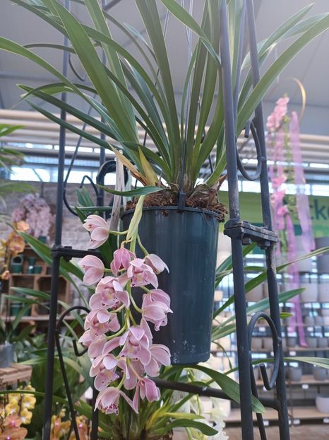 Img.2025.01.15-Cymbidium  cascade - Expoziția de orhidee