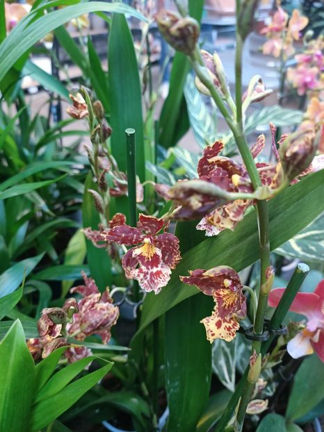 Img.2025.01.15 - Expoziția de orhidee