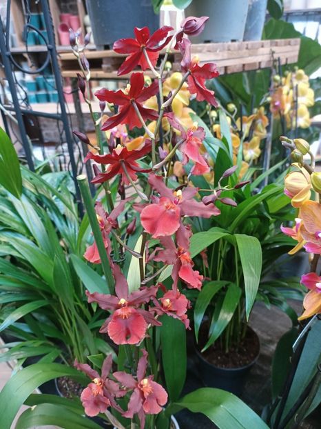 Img.2025.01.15-Cambria - Expoziția de orhidee