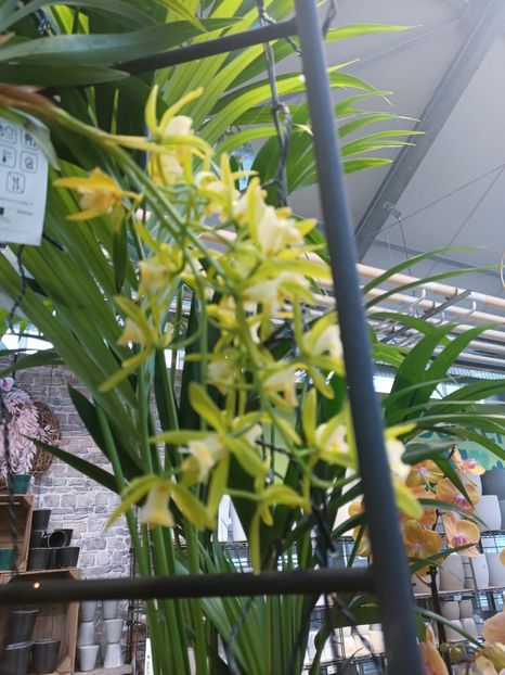 Img.2025.01.15 - Expoziția de orhidee