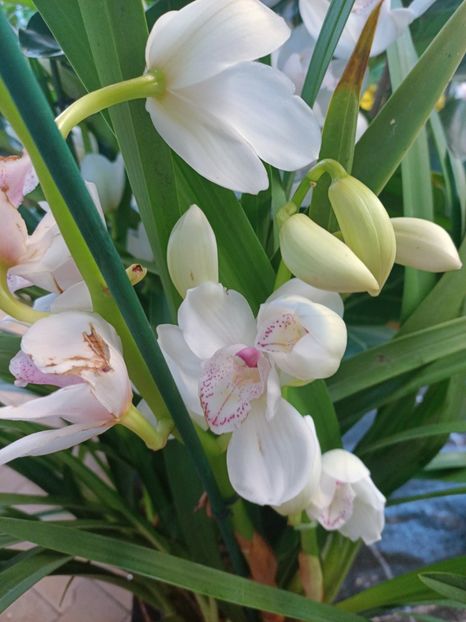 Img.2025.01.15 - Expoziția de orhidee