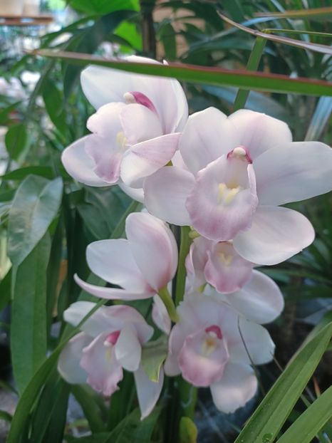 Img.2025.01.15 - Expoziția de orhidee