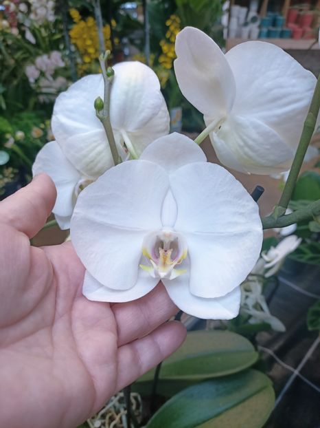 Img.2025.01.15 - Expoziția de orhidee