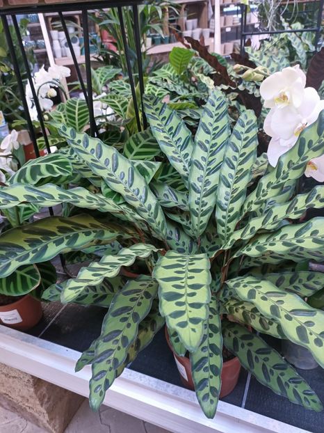 Img.2025.01.15 - Expoziția de orhidee