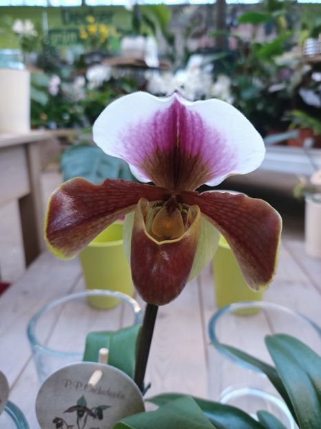 Img.2025.01.15 - Expoziția de orhidee