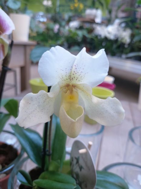 Img.2025.01.15 - Expoziția de orhidee