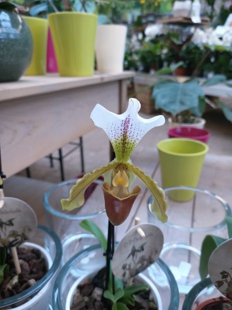 Img.2025.01.15 - Expoziția de orhidee