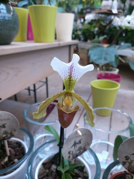 Img.2025.01.15 - Expoziția de orhidee