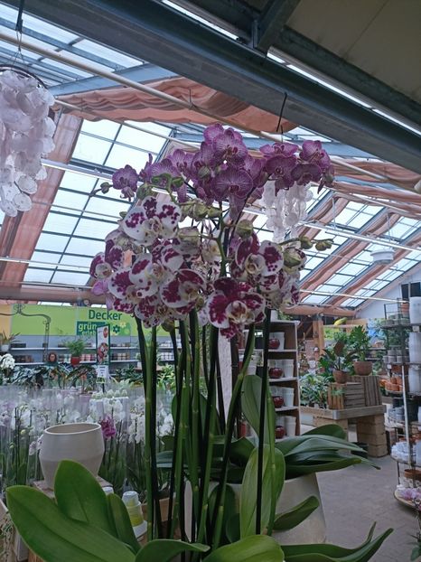Img.2025.01.15 - Expoziția de orhidee