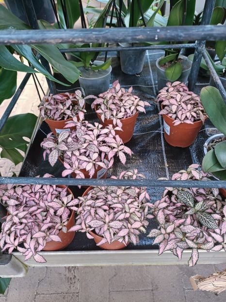 Img.2025.01.15 - Expoziția de orhidee