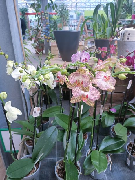 Img.2025.01.15 - Expoziția de orhidee