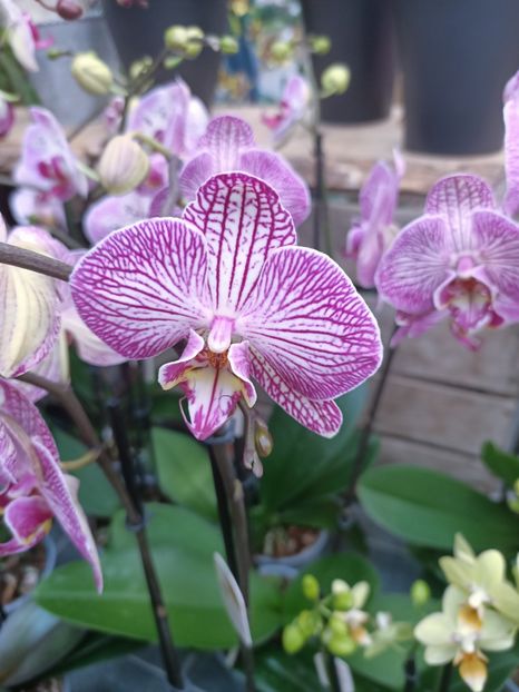 Img.2025.01.15 - Expoziția de orhidee
