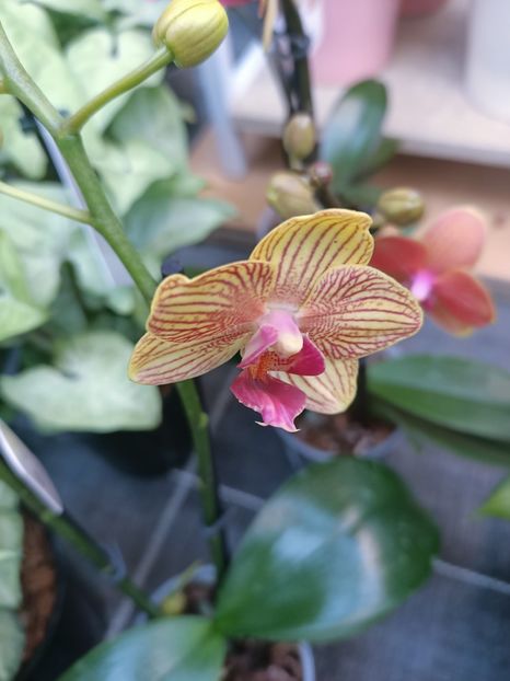 Img.2025.01.15 - Expoziția de orhidee