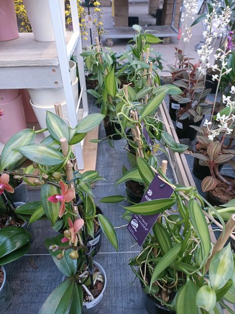 Img.2025.01.15 - Expoziția de orhidee