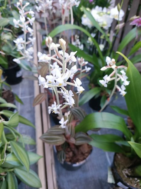 Img.2025.01.15 - Expoziția de orhidee