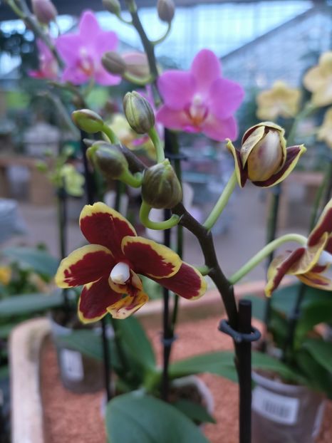 Img.2025.01.15 - Expoziția de orhidee