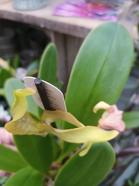 Img.2025.01.15-Bulbophillum - Expoziția de orhidee