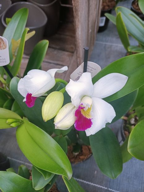 Img.2025.01.15-Cattleya - Expoziția de orhidee