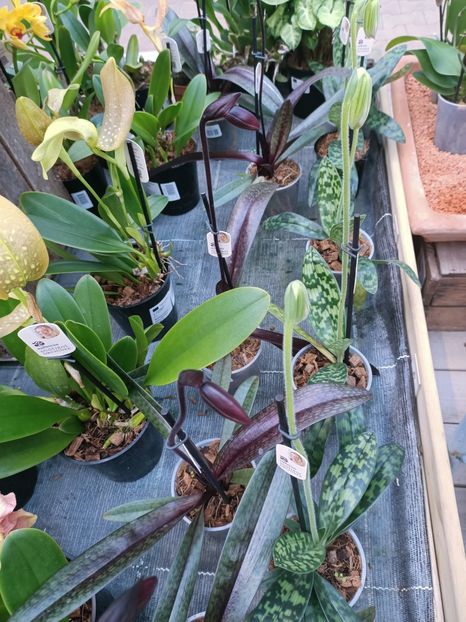 Img.2025.01.15 - Expoziția de orhidee