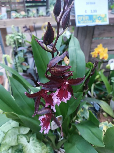 Img.2025.01.15 - Expoziția de orhidee