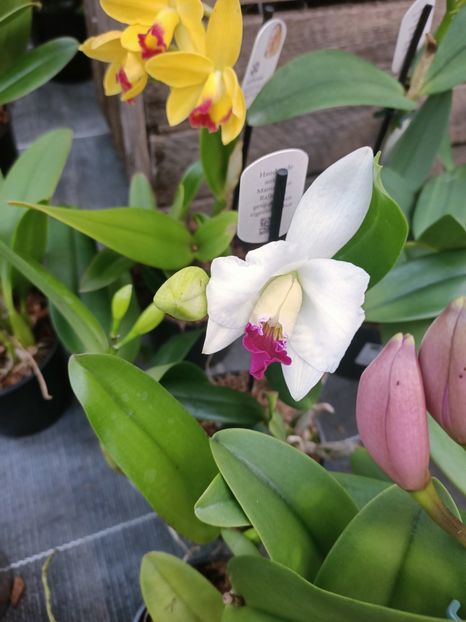Img.2025.01.15 - Expoziția de orhidee