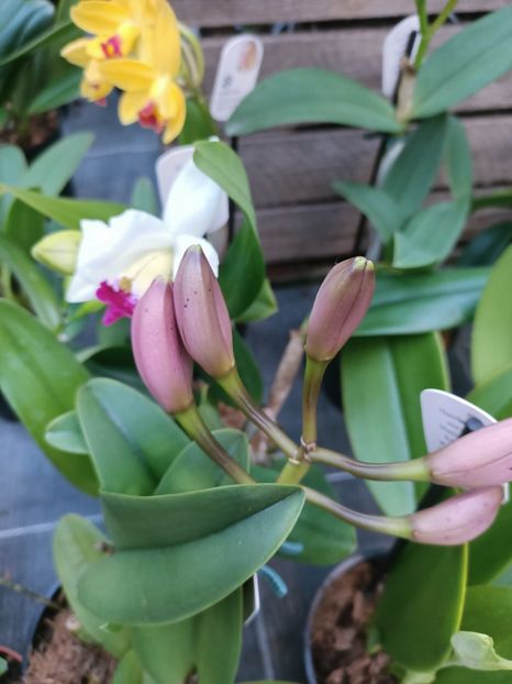 Img.2025.01.15 - Expoziția de orhidee