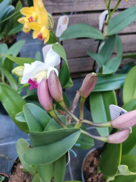 Img.2025.01.15 - Expoziția de orhidee