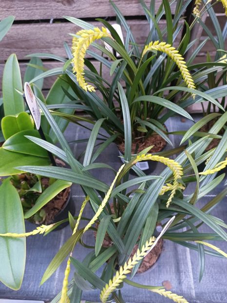 Img.2025.01.15-Dendrochillum - Expoziția de orhidee