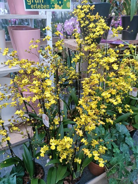 Img.2025.01.15 - Expoziția de orhidee