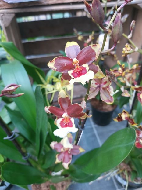 Img.2025.01.15 - Expoziția de orhidee
