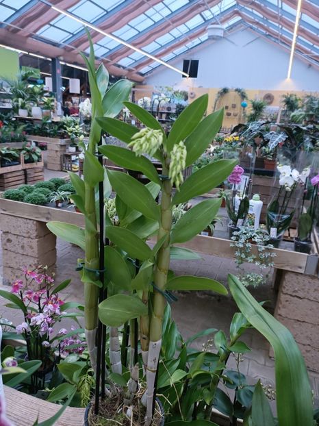 Img.2025.01.15 - Expoziția de orhidee