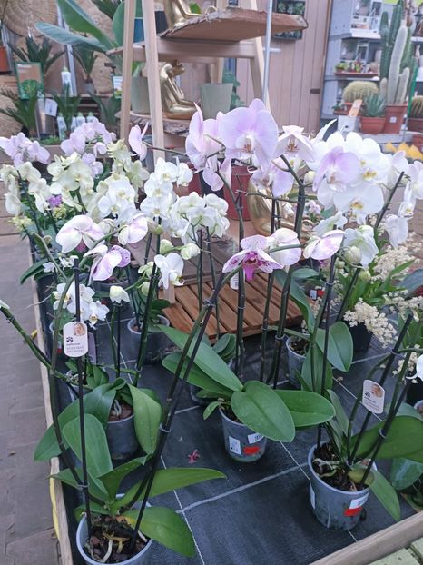 Img.2025.01.15 - Expoziția de orhidee