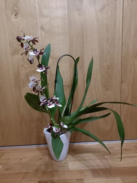 Img.2025.01.16- - Expoziția de orhidee