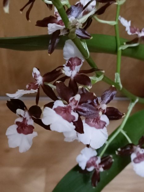 Img.2025.01.16- - Expoziția de orhidee